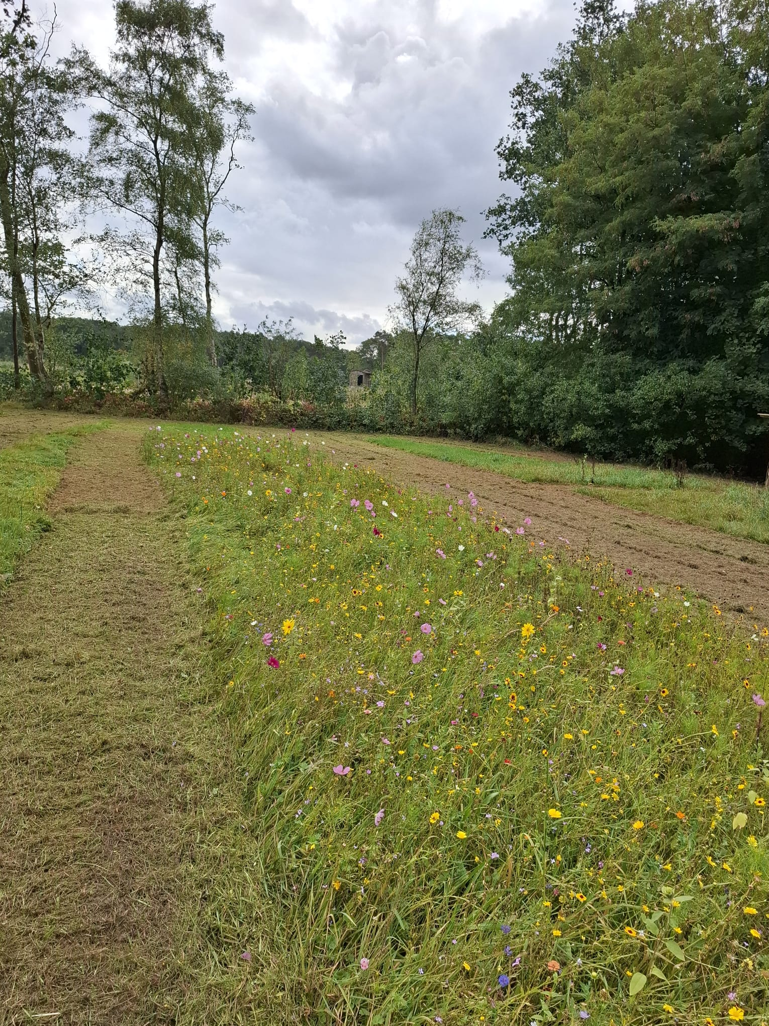 Bijenweide overzicht
